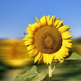 Girasole