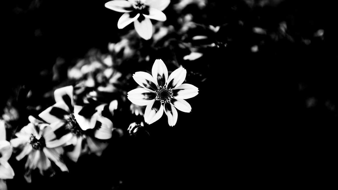 Fiori chiari su fondo scuro