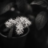 Dettaglio botanico in bianco e nero