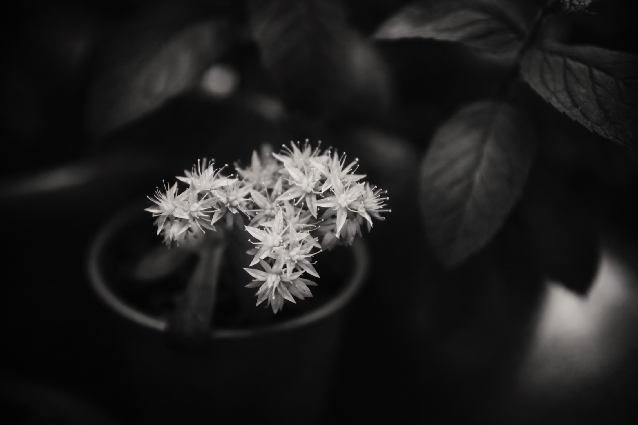 Dettaglio botanico in bianco e nero