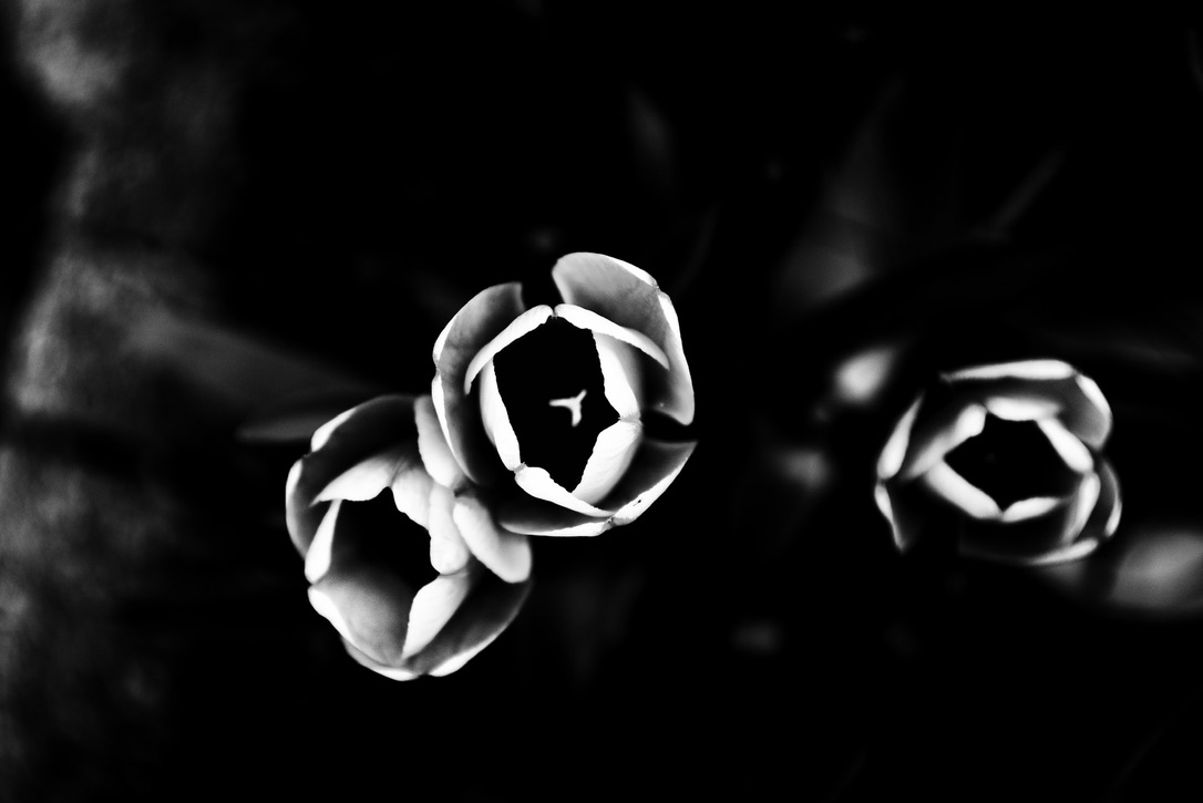 Tulipani in bianco e nero